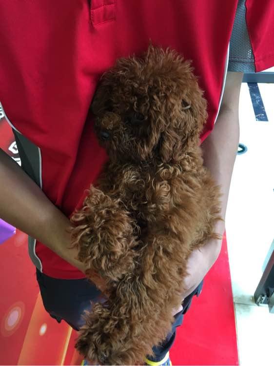 捡到了一个小狗狗宝宝,捡到一只泰迪去宠物医院怎么检查