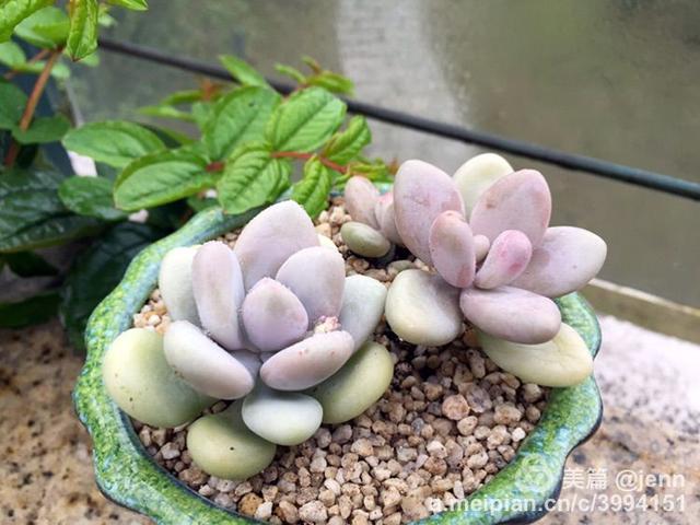 我的多肉小苗一直在露养用遮阳吗,露养冬天的第一盆多肉