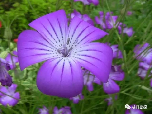 在野外什么千万别碰,这些植物千万不要乱碰