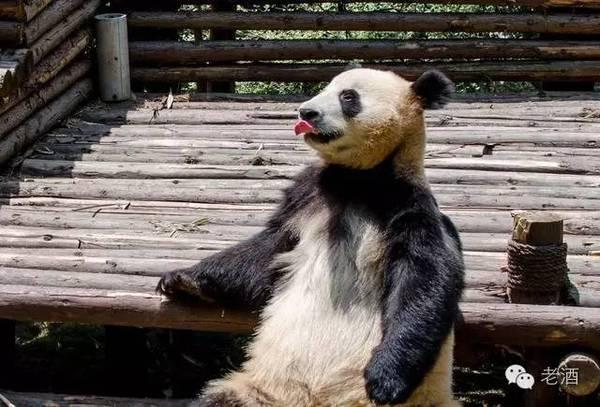 大熊猫越来越少是什么原因,大熊猫为什么是黑眼圈呢