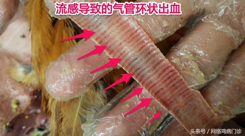 出诊记录之麻鸡再现新城疫流感混感