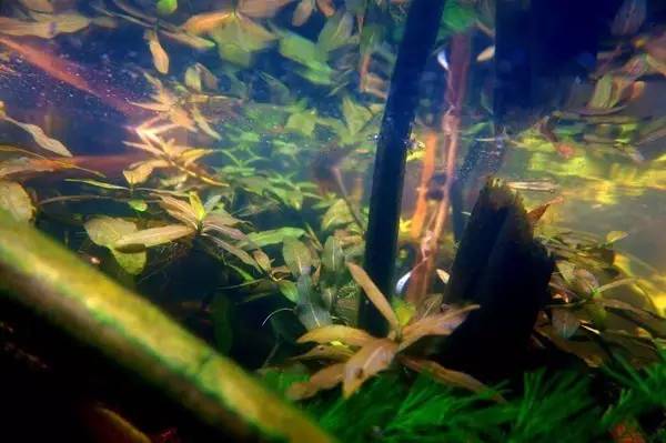 西溪湿地，真的不像表面那么简单！现在就带你去看