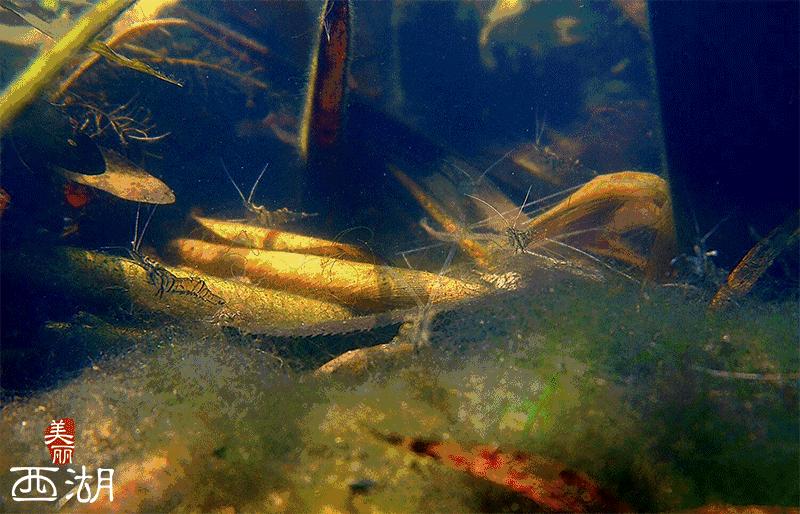西溪湿地，真的不像表面那么简单！现在就带你去看