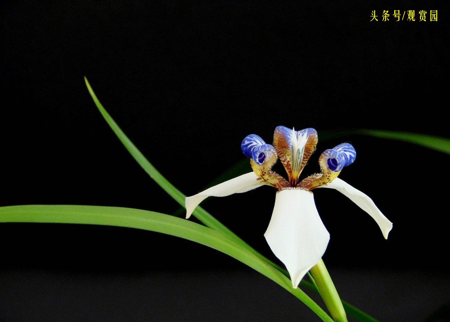 最昂贵的花卉,最贵十种花卉