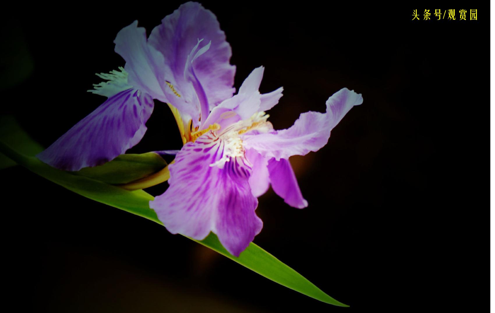 最昂贵的花卉,最贵十种花卉