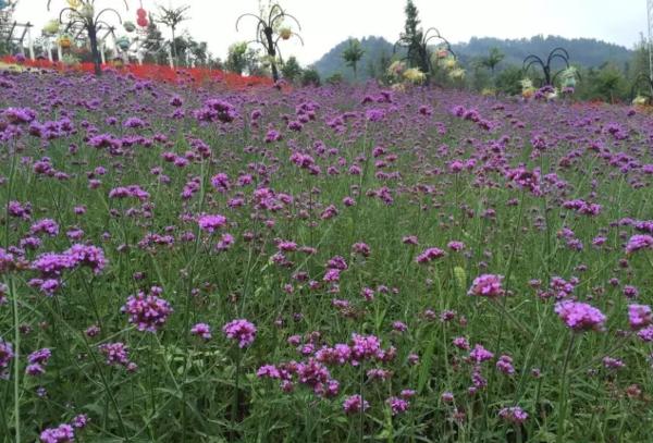 成都国庆悠闲一点到绵竹九龙吧！邻家女孩的感觉！