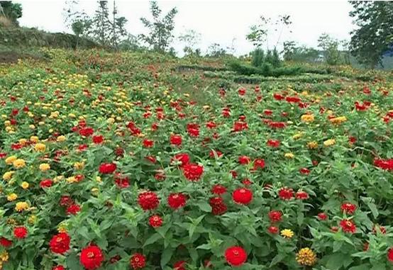 成都国庆悠闲一点到绵竹九龙吧！邻家女孩的感觉！