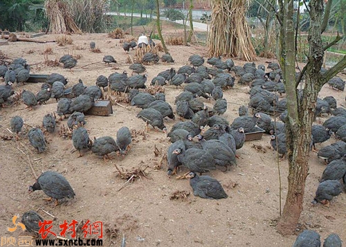 2016年应该怎样创业致富,农村创业的9个致富项目解析