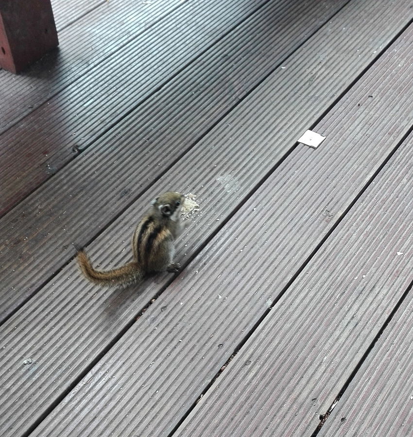 神奇神秘神圣的香格里拉,神秘的香格里拉大结局