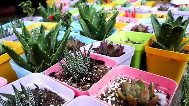 姬胧花月怎么养护,黑王子多肉怎么养老桩