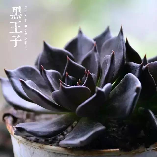 姬胧花月怎么养护,黑王子多肉怎么养老桩