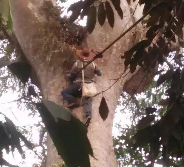 缅甸野人山砍树,村民在原始次生林发现仙草