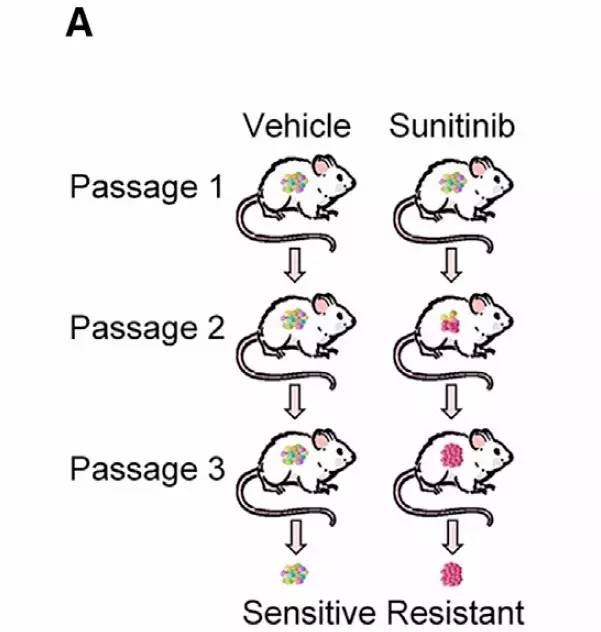 如何查找未知的lncrna序列,文献解读lncrna经典研究思路
