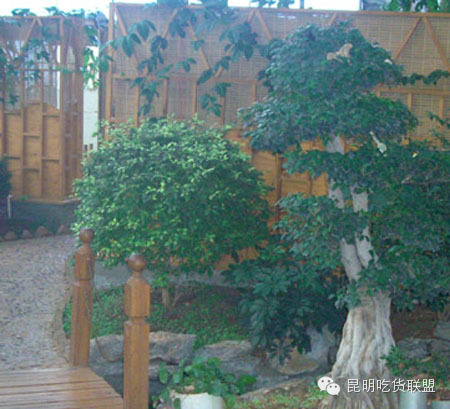 板扎昆明,板扎云南烧烤