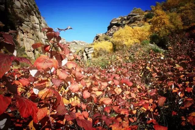 辉腾锡勒黄花沟风景,辉腾锡勒大草原黄花沟的美景