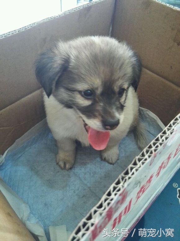 小狗奇遇记动画片,小狗奇遇记完整