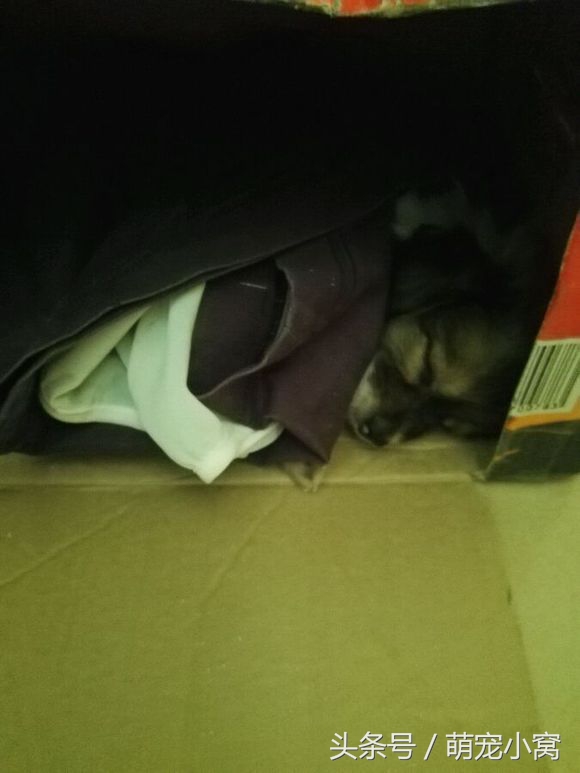 小狗奇遇记动画片,小狗奇遇记完整