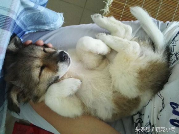 小狗奇遇记动画片,小狗奇遇记完整