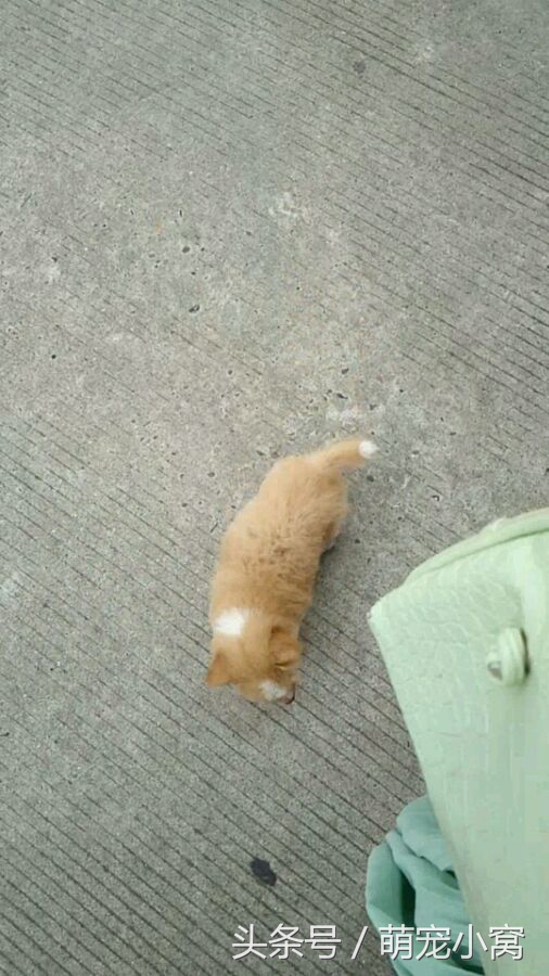 小狗奇遇记动画片,小狗奇遇记完整