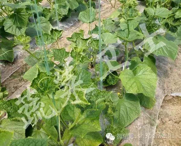 黄瓜苗花叶病毒病,黄瓜病毒病讲解