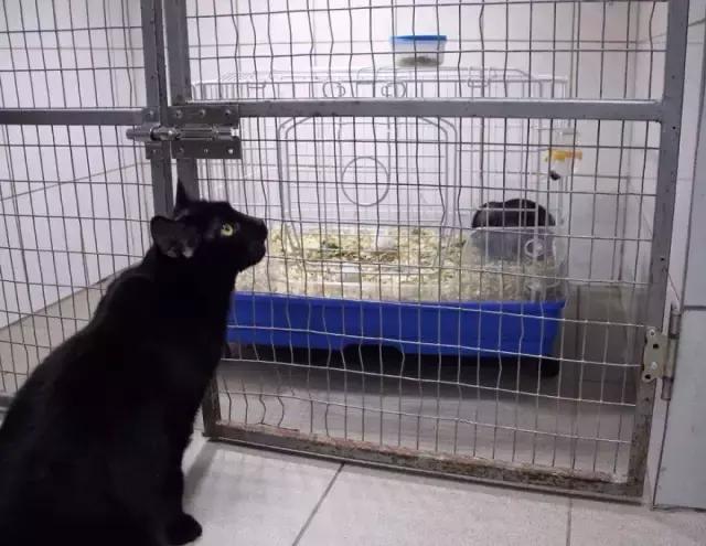 这几只喵星人,自己旅行、当护士、萌爆啦!