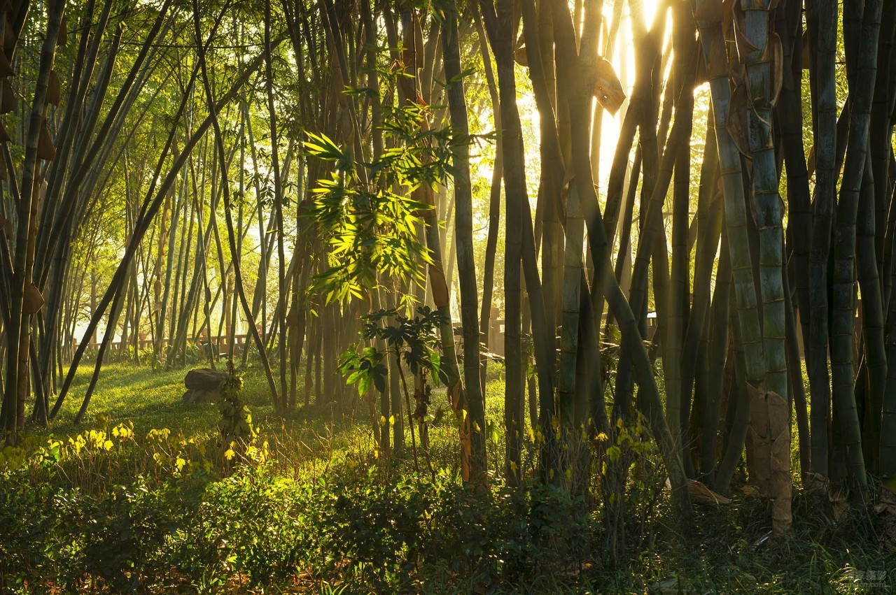 历史节目讲薛涛,薛涛传奇一生