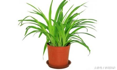 彩色仙人球含甲醛吗,仙人球吸甲醛效果好吗