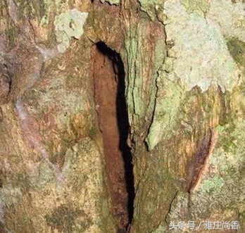 沉香怎么醇化出好沉香,欣贸沉香馆沉香是如何形成的