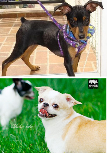 鹿犬跟吉娃娃的区别,铁包金鹿犬好还是咖啡色鹿犬好