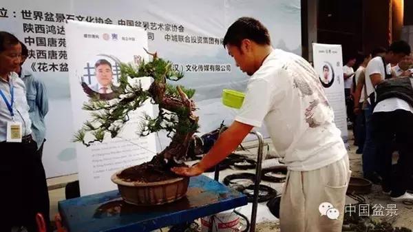 盆景制作与市场,盆景行业的内幕