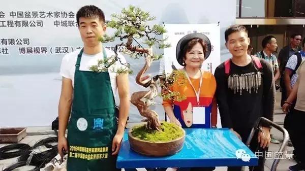 盆景制作与市场,盆景行业的内幕