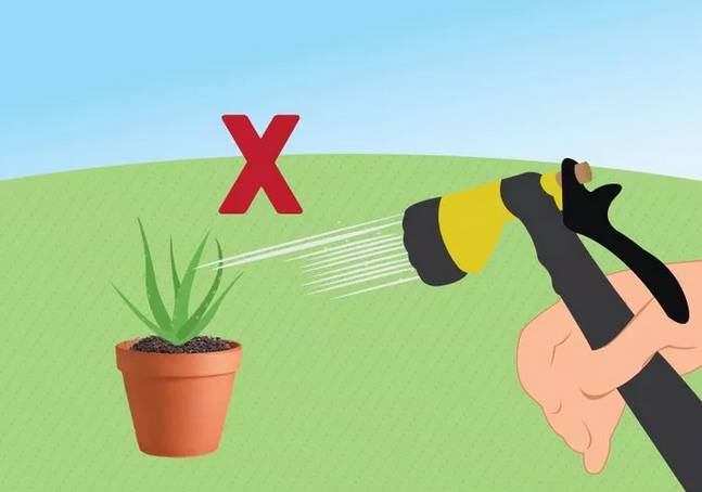 芦荟花烂根还能救活吗,如何救活蔫巴的芦荟