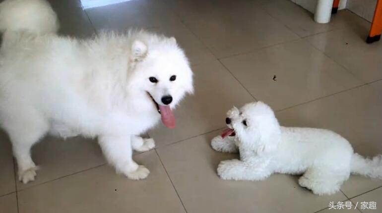 萨摩耶大战比熊，两团棉花打起来萌翻了，比熊却耍起流氓，辣眼睛