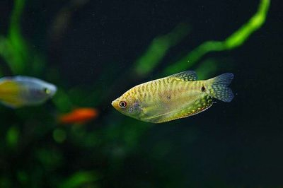 热带小型观赏鱼曼龙鱼一天喂几次,曼龙鱼可以和热带小鱼一起养么