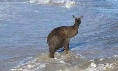 一只袋鼠不知为什么就向大海游去，只剩一片茫然
