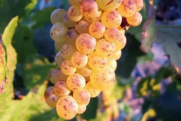 一篇文章带你了解葡萄酒文化,一篇带你了解天珠图腾的密码