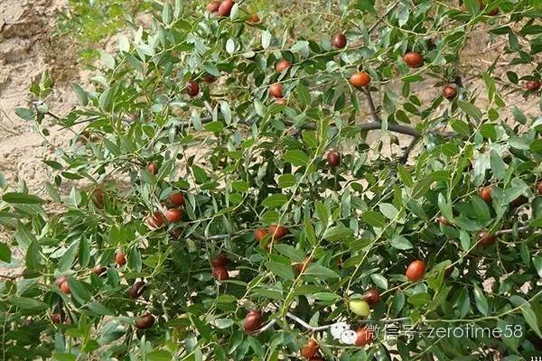 冠心病人失眠能吃酸枣仁吗,酸枣仁配什么可以治失眠心肌缺血