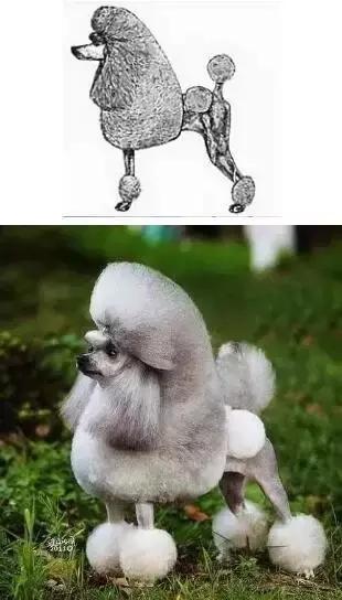 如何选择贵宾犬,贵宾狗怎么挑选