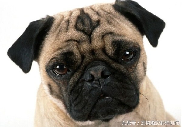 感情丰富、个性开朗，走起路来像拳击手，中国斧头犬