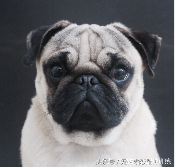 感情丰富、个性开朗，走起路来像拳击手，中国斧头犬