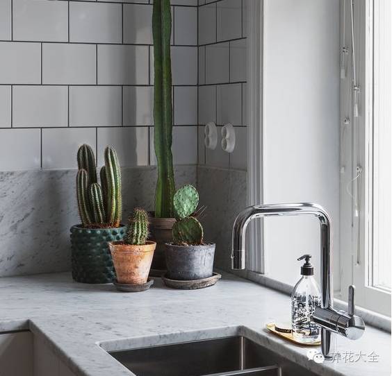 旺家十大爬藤植物排名,财运最旺的绿植是什么