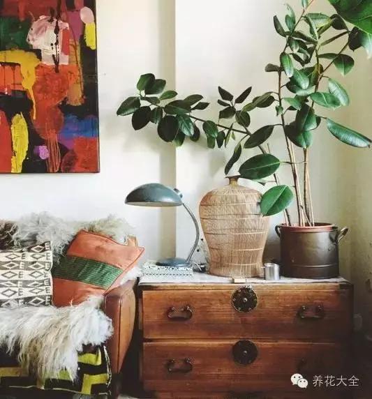 旺家十大爬藤植物排名,财运最旺的绿植是什么