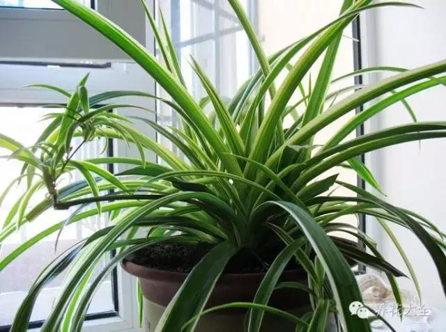 旺家十大爬藤植物排名,财运最旺的绿植是什么