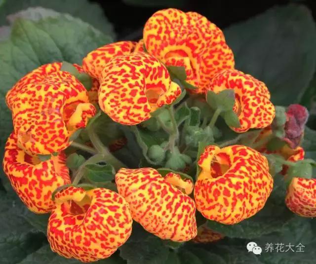 旺家十大爬藤植物排名,财运最旺的绿植是什么