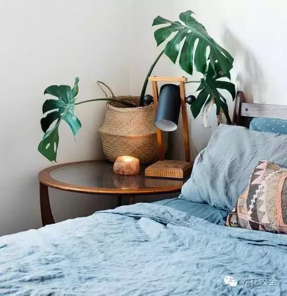 旺家十大爬藤植物排名,财运最旺的绿植是什么