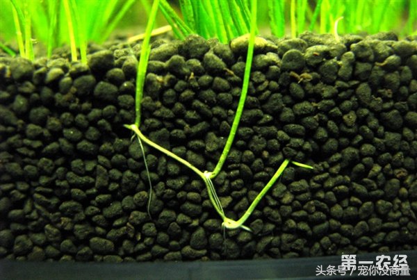 养鱼泥巴,养鱼的草泥
