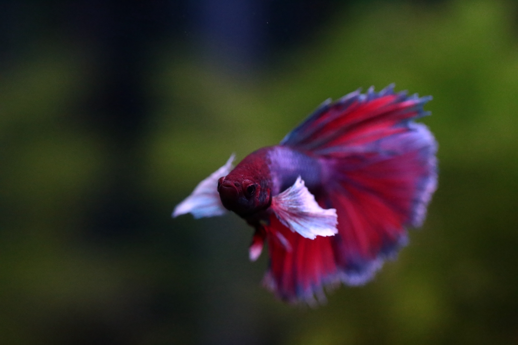 冬天怎么养殖100条泰国斗鱼,泰国斗鱼居家养殖指南