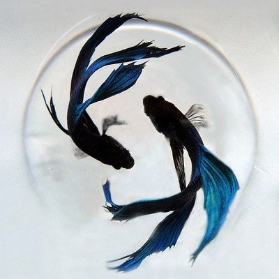 冬天怎么养殖100条泰国斗鱼,泰国斗鱼居家养殖指南