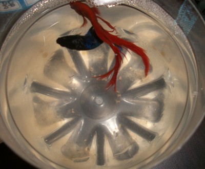 冬天怎么养殖100条泰国斗鱼,泰国斗鱼居家养殖指南