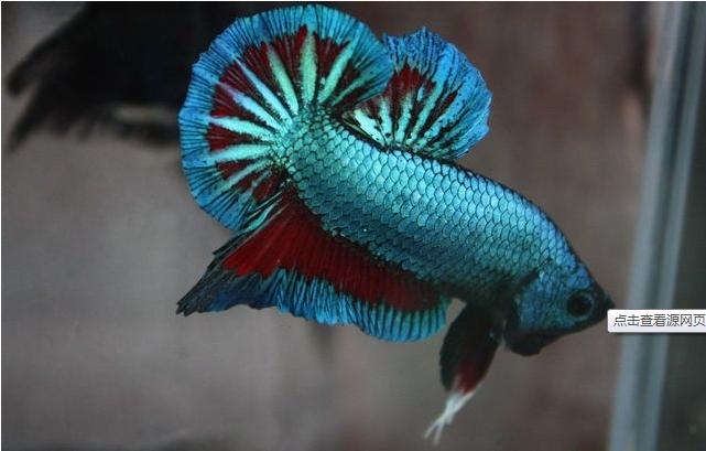 冬天怎么养殖100条泰国斗鱼,泰国斗鱼居家养殖指南